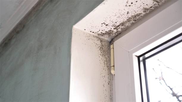Best Toxic Mold Removal  in Murrysville, PA