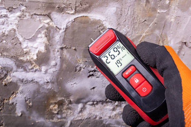 Best Local Mold Removal Service  in Murrysville, PA