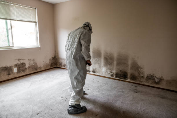 Certified Mold Removal in Murrysville, PA